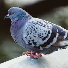 Woman Finds Pigeon On Her Doorstep And Learns Something Interesting