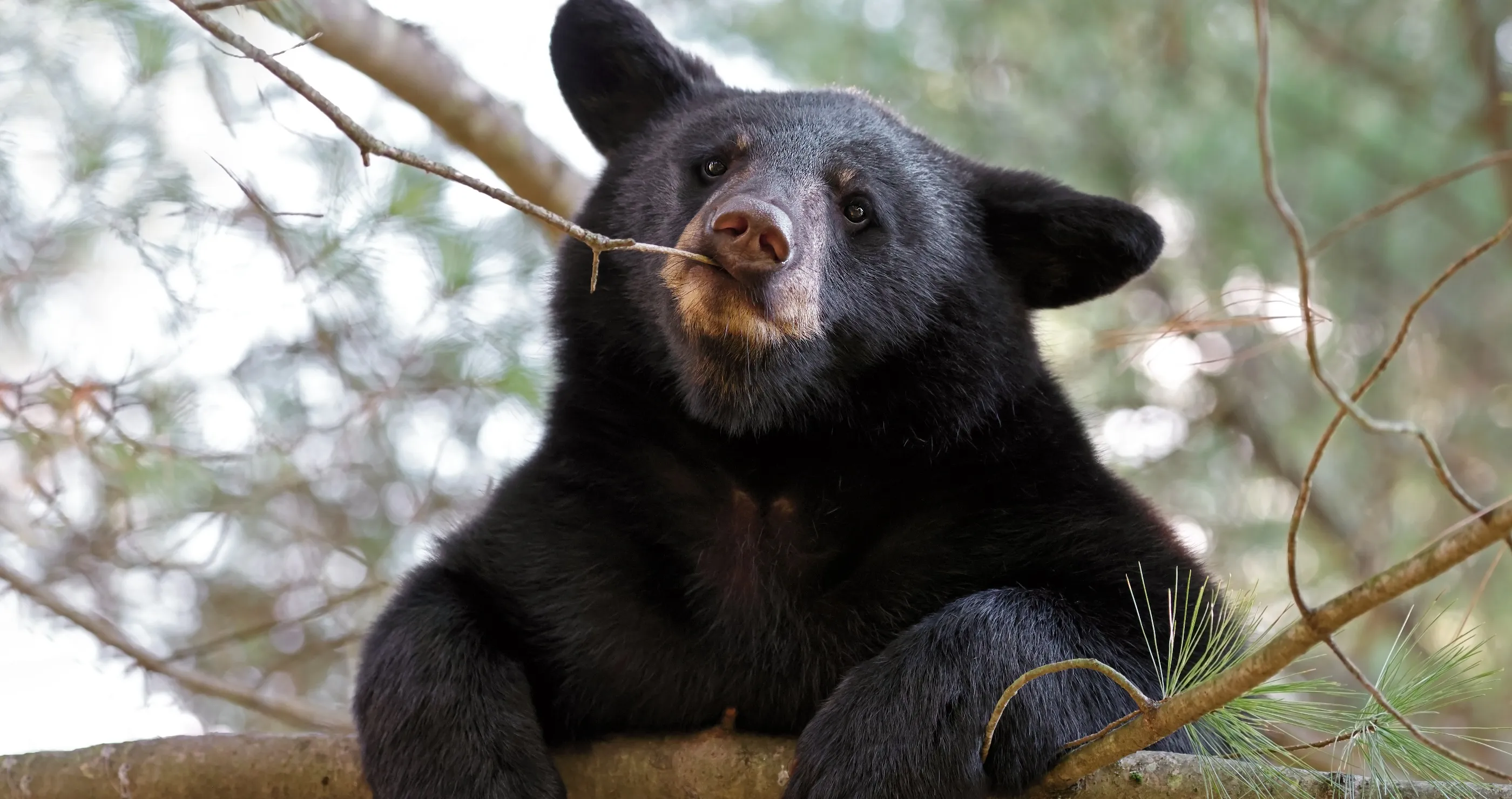 Woman Opened Her Curtains And Got A Front Row Seat To Bears On Ice