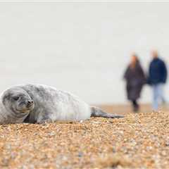 Fisherman Saved Baby Seal After They Went After The Same Fish