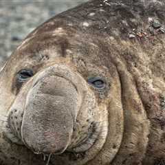 Beachgoer Follows Unusual Tracks And Is Surprised By What They Find