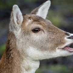 New York Police Handle A Case Of Mistaken Identity With Amusing ‘Masked Suspect’