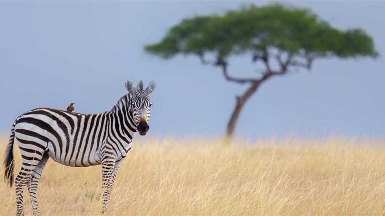 This Sweet Bond Between Rhino Calf And Baby Zebra Has The Internet Collectively Awwing