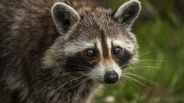 Racoon Has Wild Weekend And Passes Out Next To Toilet