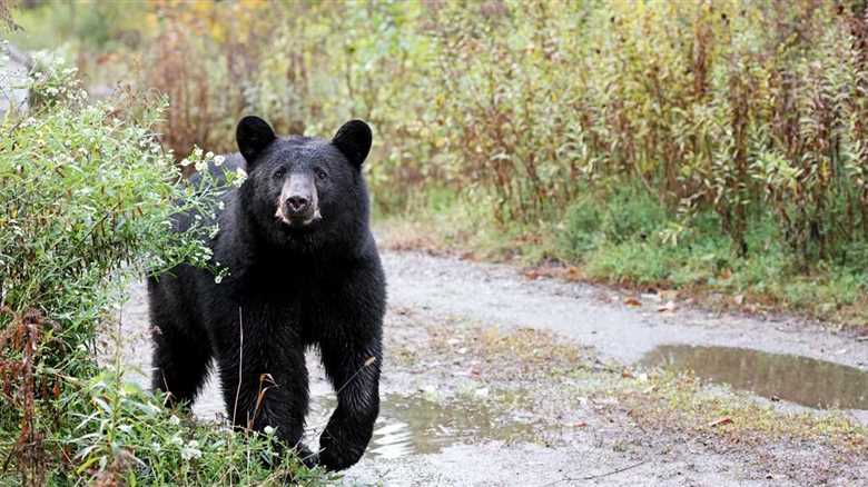 California Resident Is Shocked At Surprise Ding Dong Ditcher