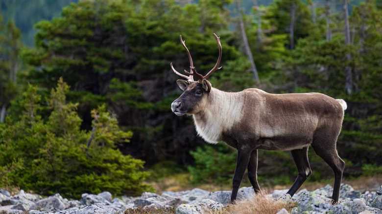 Runaway Reindeer Leads To Entire Police Operation