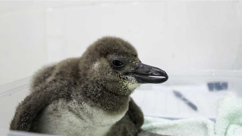 Maryland Zoo Rejoices After Birth of 8 Critically Endangered African Penguin Chicks