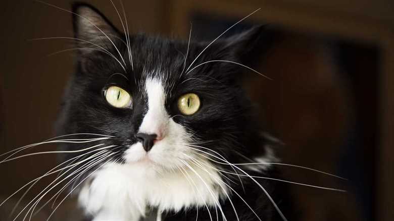 Cat Who Disappeared During Road Trip Is Found Five Months Later Unharmed