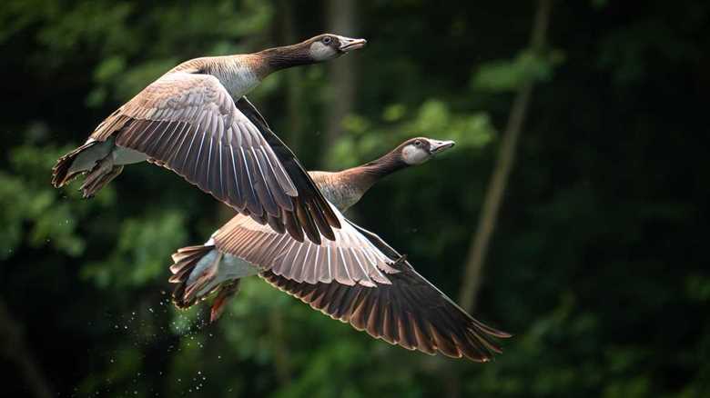 Family Surprised When Goose Continuously Shows Up At Their Door