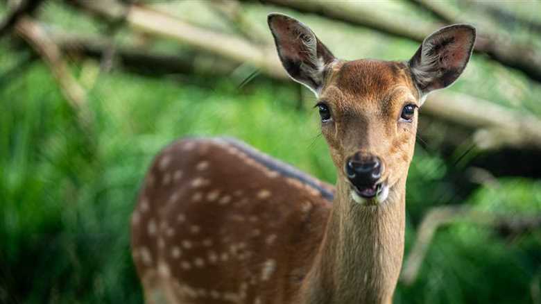 Deer Got Lost And Barreled Into A Christmas Shop – Video Here