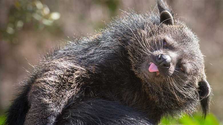 Bearcat Bites Two People At National Zoo Sending Them To The Hospital