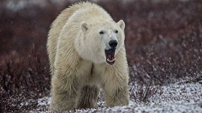 Paragliders Come Dangerously Close To Being Polar Bears’ Lunch
