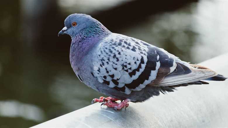 Woman Finds Pigeon On Her Doorstep And Learns Something Interesting