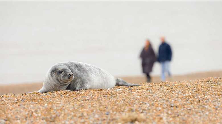 Fisherman Saved Baby Seal After They Went After The Same Fish