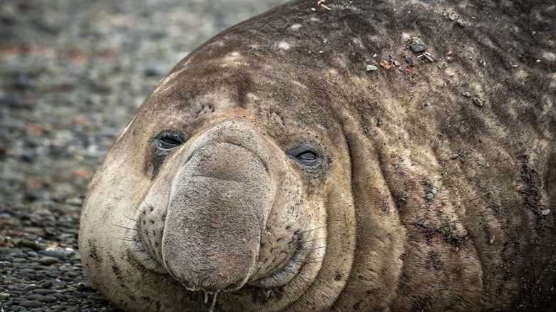 Beachgoer Follows Unusual Tracks And Is Surprised By What They Find