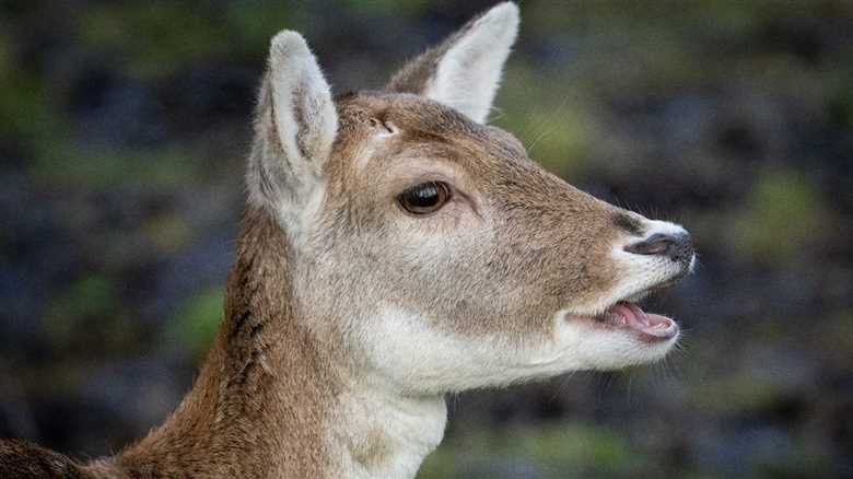 New York Police Handle A Case Of Mistaken Identity With Amusing ‘Masked Suspect’