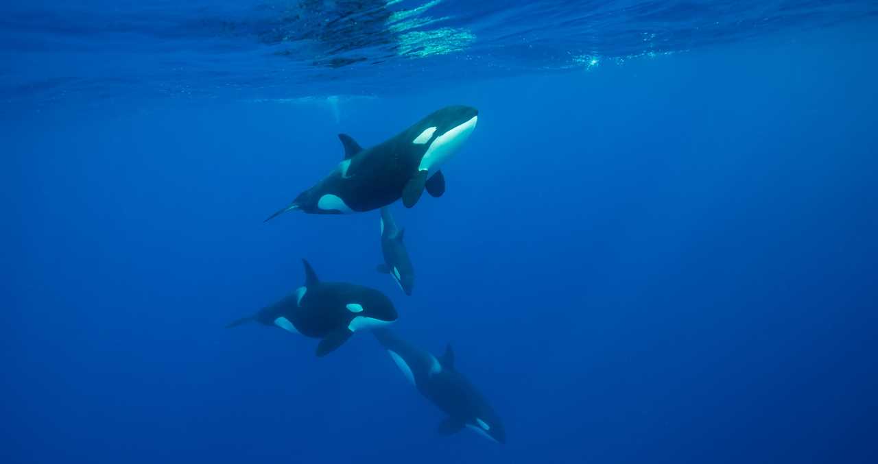 Killer Whales Caught Doing Very Unique Behavior