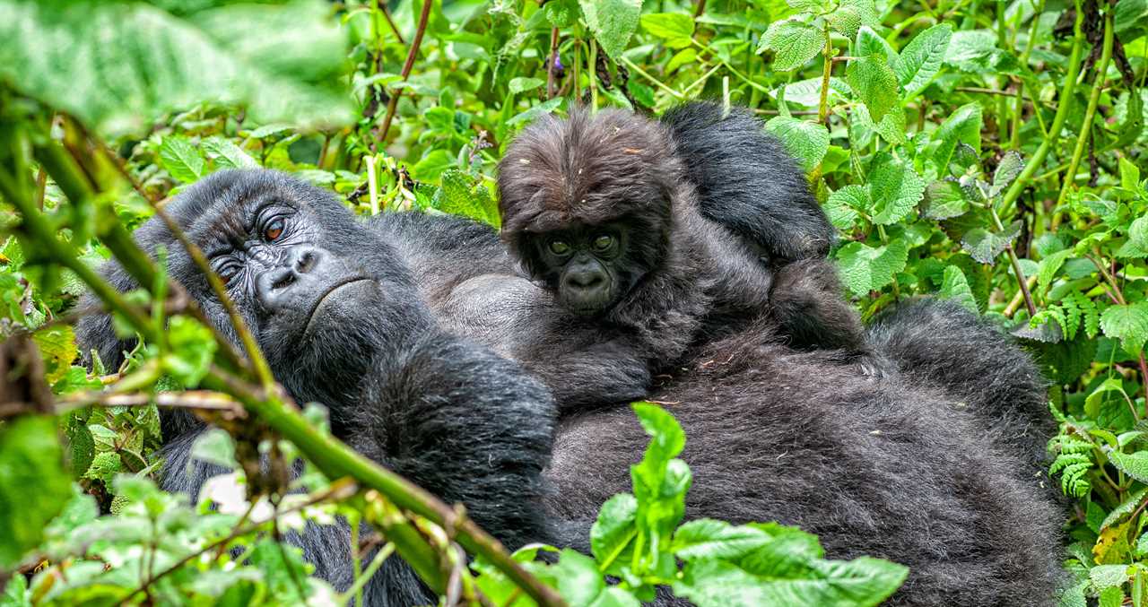 National Park Rejoices After Wild Mountain Gorilla Gives Birth To Twins