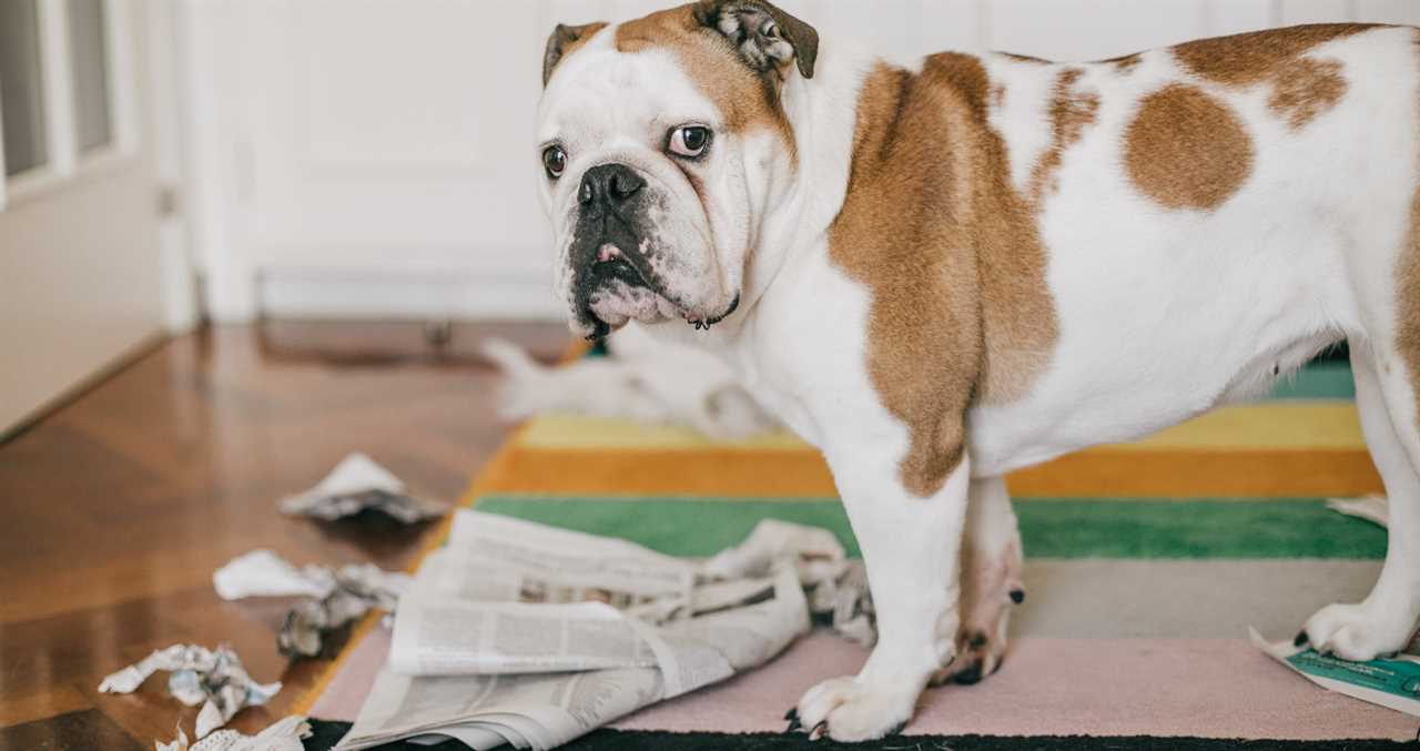 Dog Nearly Burns House Down After Chewing Through Heated Glove