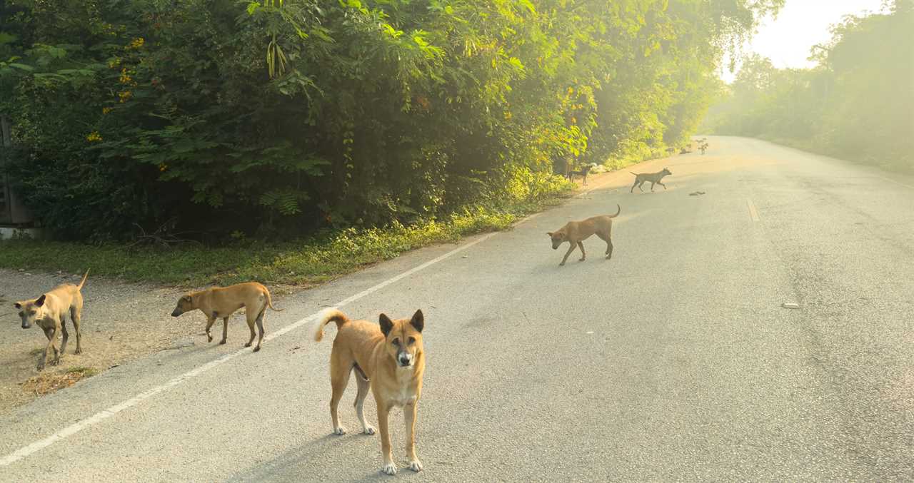 Incredible Woman Pulls Over For A Stray Dog And Ends Up Saving Thousands