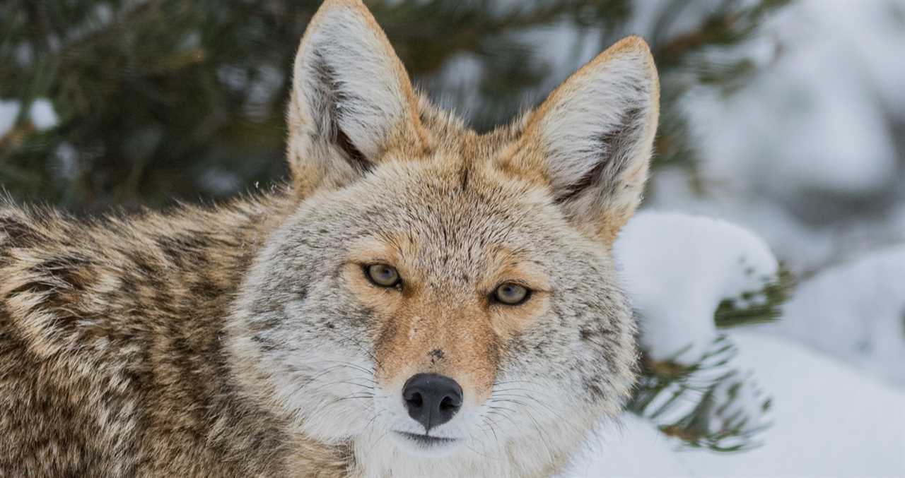 Yellowstone Coyotes Have Aggressive Standoff Over Bison Carcass
