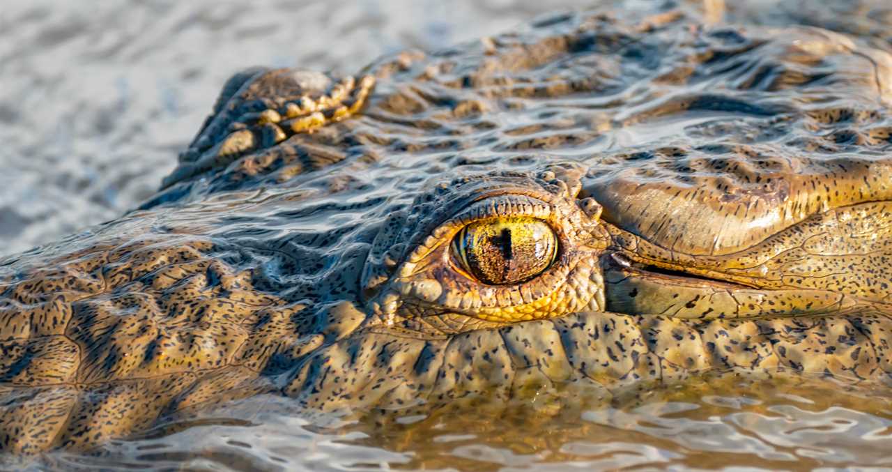 Man Is Hospitalized Following Gnarly Crocodile Attack