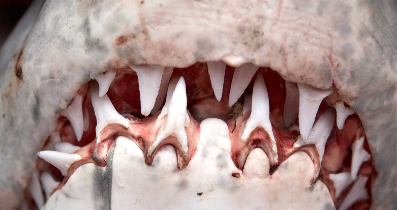 Turns Out Great White Sharks Grow Specialized Teeth For Slicing Bone As They Age...Great