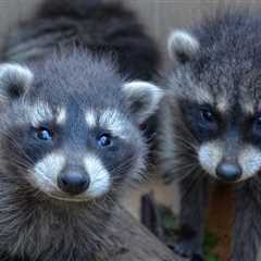 This Raccoon Reunion Just May Be The Sweetest Story of 2025