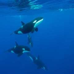 Killer Whales Caught Doing Very Unique Behavior