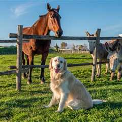 Hilarious Pet Camera Footage Shows Dogs Throwing A Wild Party