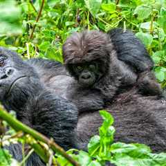 National Park Rejoices After Wild Mountain Gorilla Gives Birth To Twins