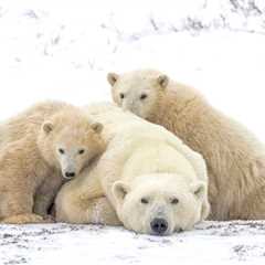 Polar Bear Playtime In The Snow Sparks Pure Joy Online