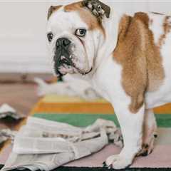 Dog Nearly Burns House Down After Chewing Through Heated Glove