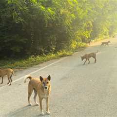 Incredible Woman Pulls Over For A Stray Dog And Ends Up Saving Thousands