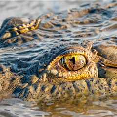 Man Is Hospitalized Following Gnarly Crocodile Attack