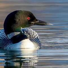 Officials Are ‘Cautiously Optimistic’At The Comeback Of An Animal They Thought Was Extinct