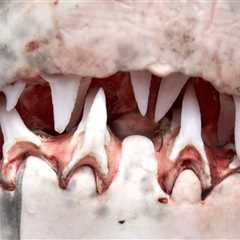 Turns Out Great White Sharks Grow Specialized Teeth For Slicing Bone As They Age…Great