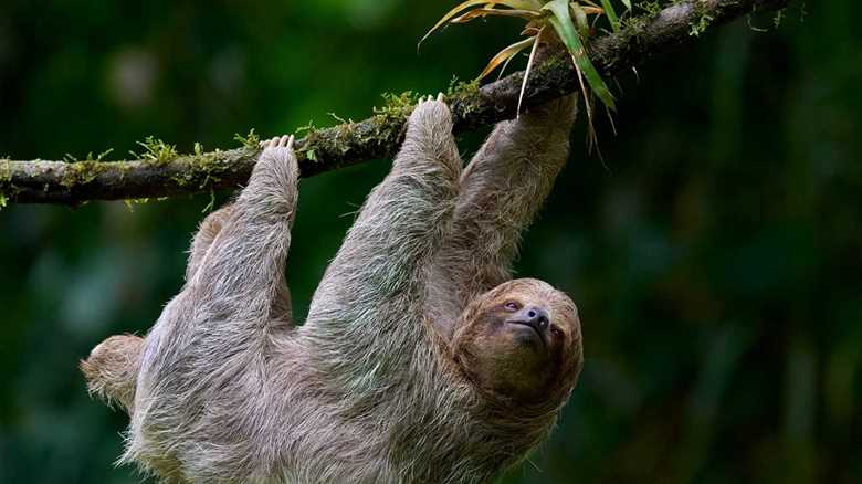 New Immersive Park Is Dedicated To This Surprising Animal