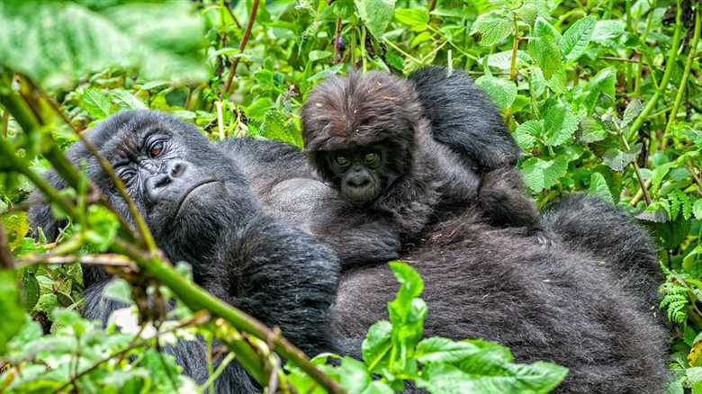 National Park Rejoices After Wild Mountain Gorilla Gives Birth To Twins