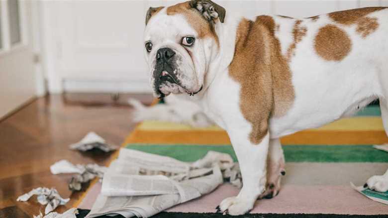 Dog Nearly Burns House Down After Chewing Through Heated Glove