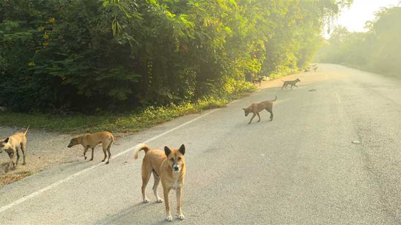 Incredible Woman Pulls Over For A Stray Dog And Ends Up Saving Thousands
