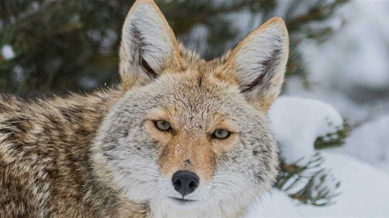Yellowstone Coyotes Have Aggressive Standoff Over Bison Carcass