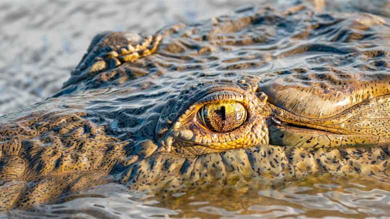 Man Is Hospitalized Following Gnarly Crocodile Attack