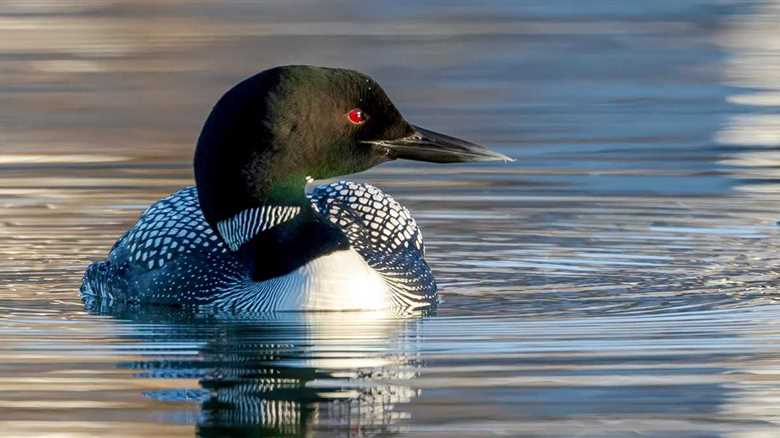 Officials Are ‘Cautiously Optimistic’At The Comeback Of An Animal They Thought Was Extinct