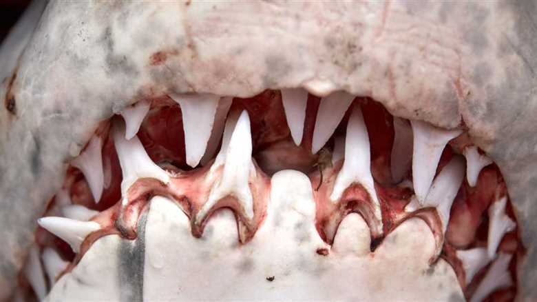 Turns Out Great White Sharks Grow Specialized Teeth For Slicing Bone As They Age…Great