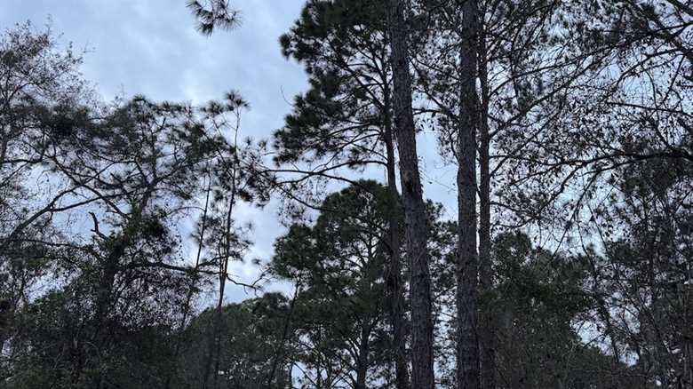 Can You Find the Hidden Owl in This Photo?