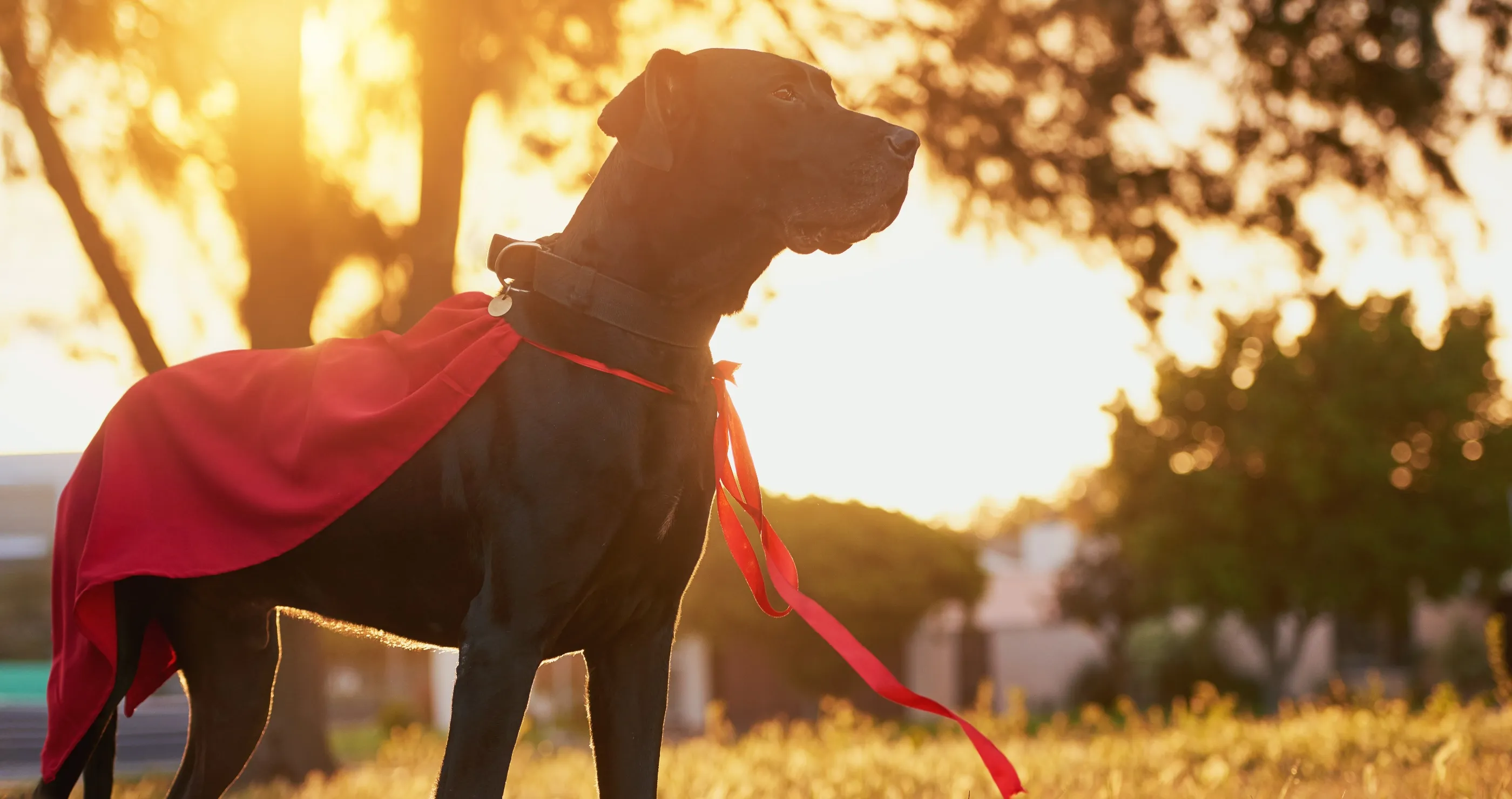 Beloved Dog Leads His Mom To A Crate In The Woods And Ends Up A Hero