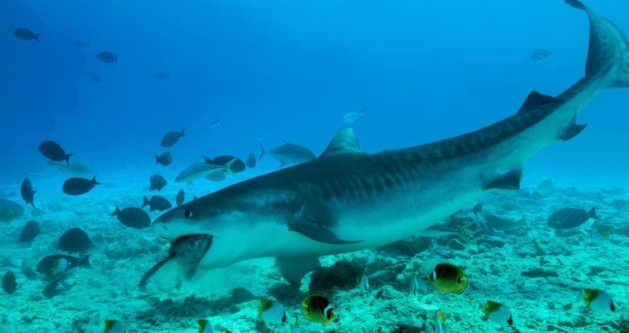 Tiger Shark Takes A Bite Out Of A Scuba Diver 