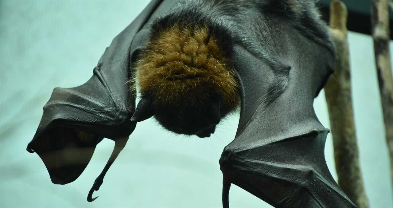 Rescuer Notices Exhausted Wild Animal Clinging To Edge Of A Pool