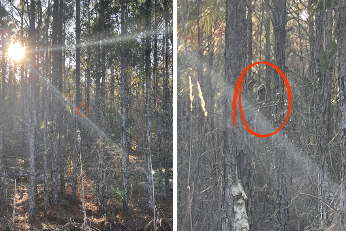 find the opossum answer