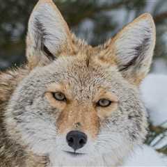 Canadian Officials Issue A Warning After Spotting This Wild Animal